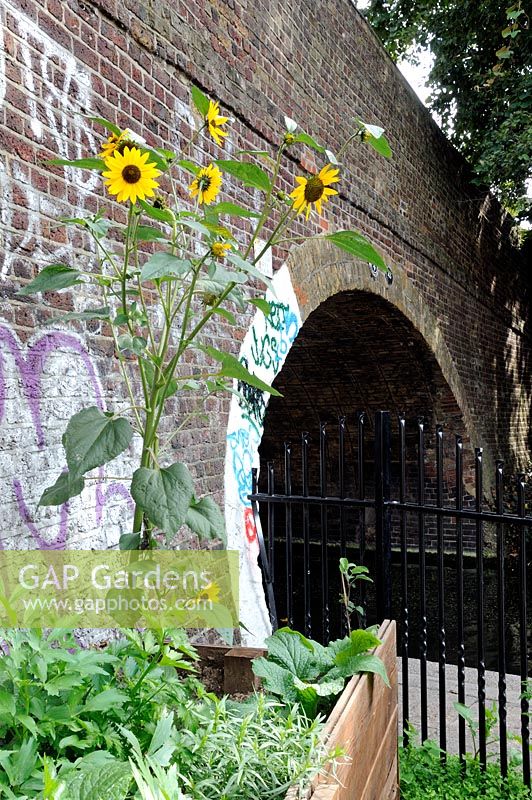 Helianthus annuus - Sunflowers growing in vegetable bed next to a bridge over the Regent's Canal London Borough of Hackney, UK