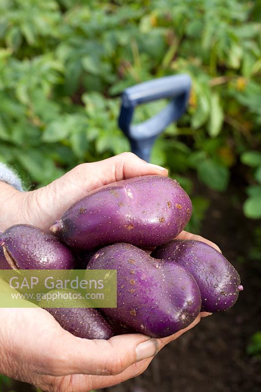 Holding freshly picked and washed Solanum tubersoum - Potato 'Blue Danube'