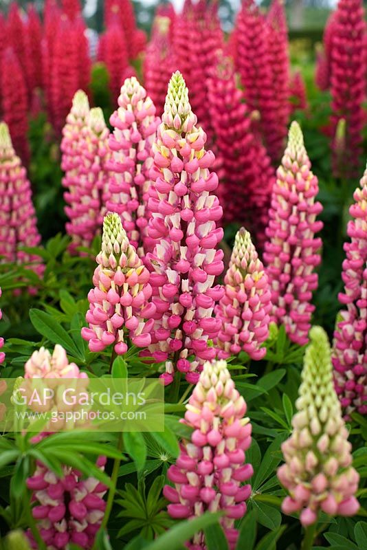 Lupinus - Lupins
