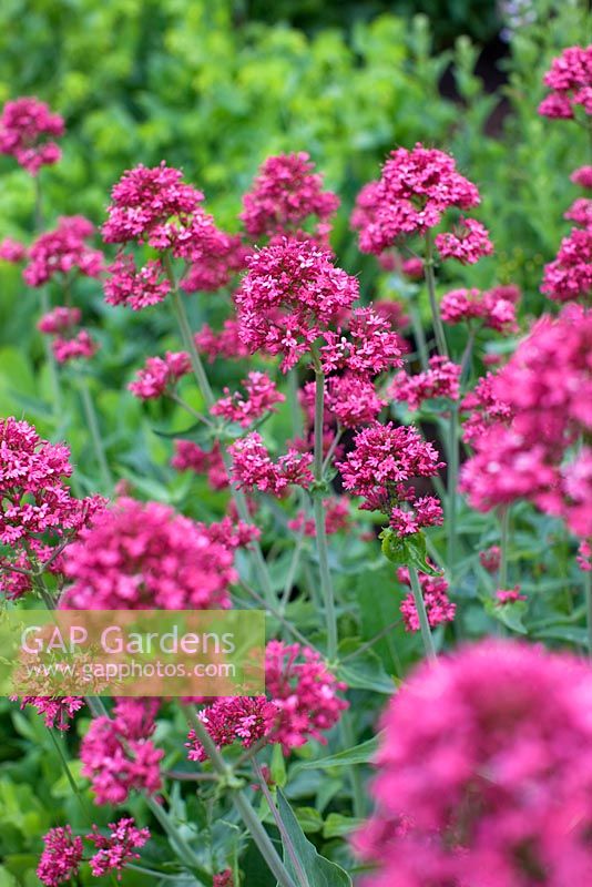 Centranthus ruber