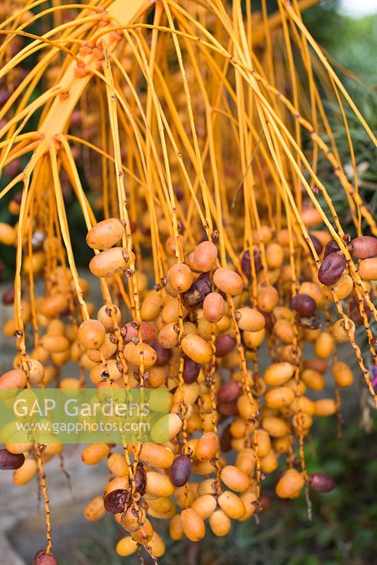 Phoenix canariensis - Date Palm 