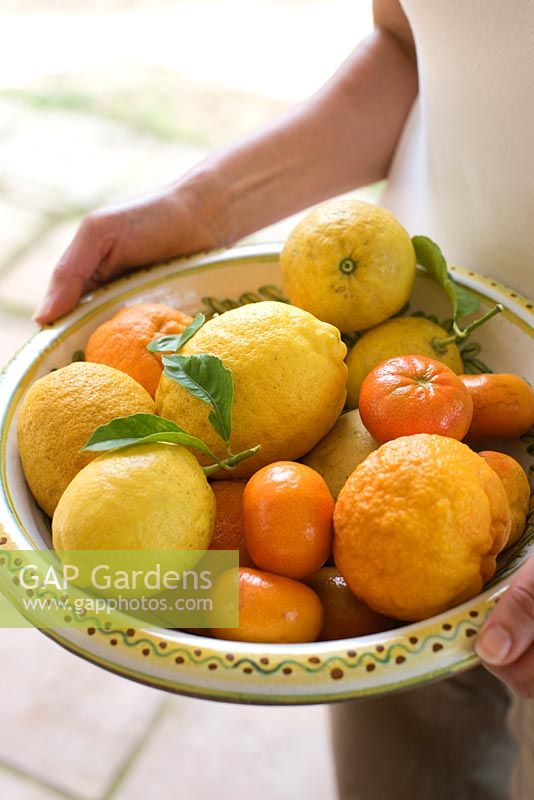 Person holding bowl of lemons and oranges 