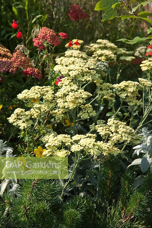 Achillea Anthea in mixed bedding