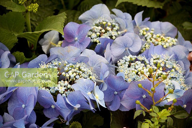 Hydrangea Teller Blue