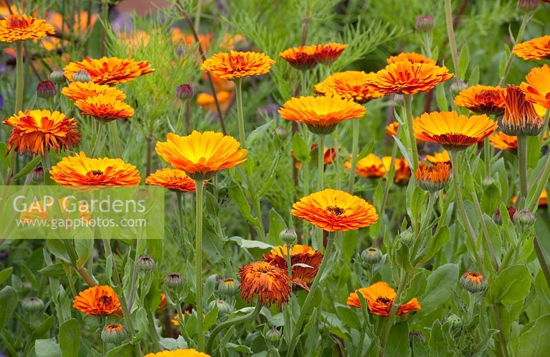 Calendula Indian Prince