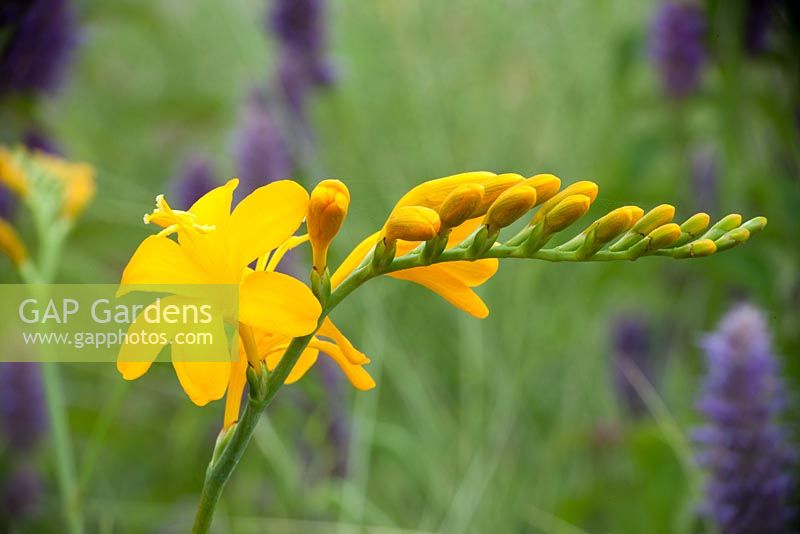 Crocosmia Pauls Best Yellow