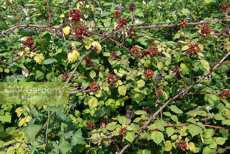 Rubus phoenicolasius - Japanese Wineberry plant with ripe fruit