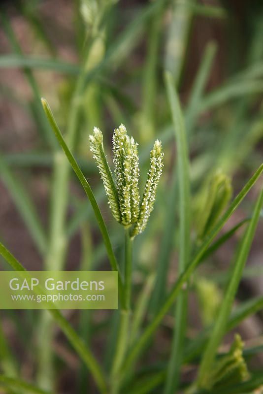 Eleusina coracana - African Finger Millet - seed head