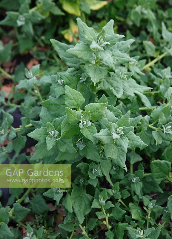 Tetragonia tetragonoides - New Zealand Spinach
