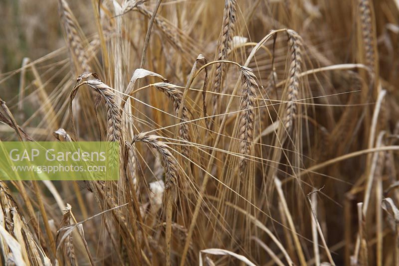 Hordeum vulgare 'Optic' - Barley - ripe ears