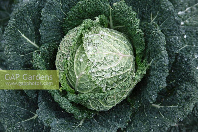Brassica olercea 'Serpentine' - Cabbage