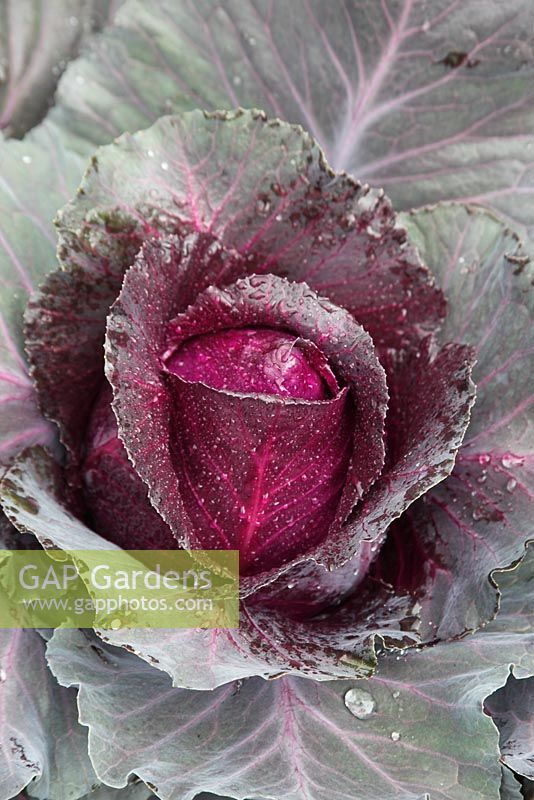 Brassica olercea 'Kalibos'  - Cabbage