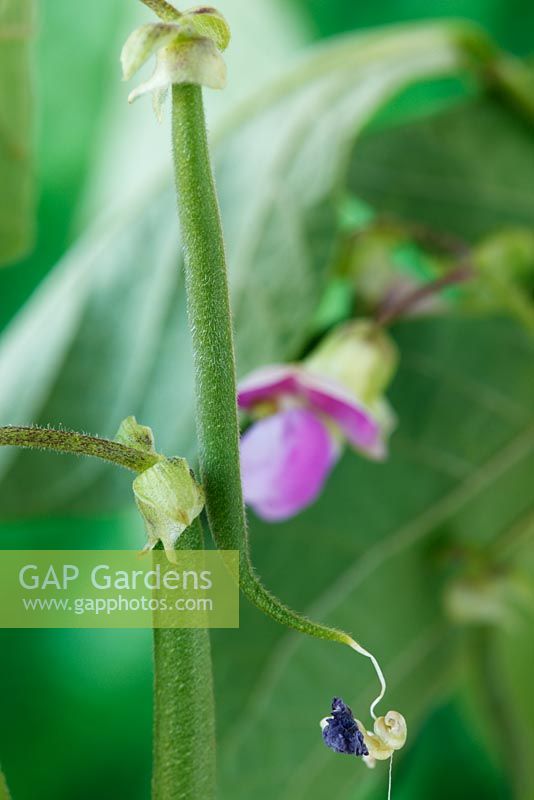 Phaseolus vulgaris 'Delinel' AGM - Dwarf French Bean. Young bean with dead flower hanging from it