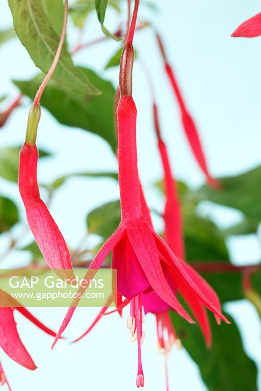 Fuchsia  'Caledonia'  