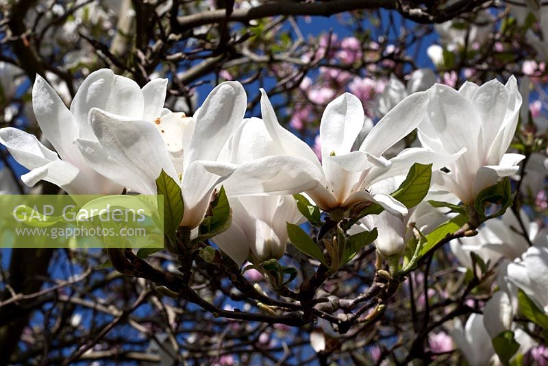 Magnolia denudata - Lily Tree 
