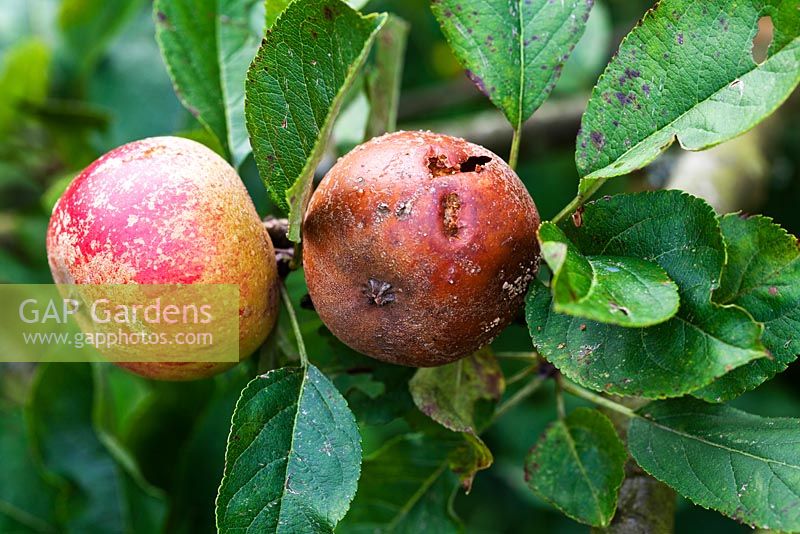 Malus domestica 'Ashmead's Kernel' - One good apple next to a rotten one