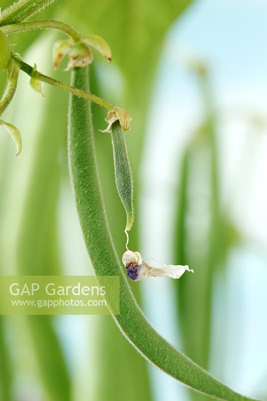 Phaseolus vulgaris 'Delinel' AGM - Dwarf French Bean. Young bean with the dead flower still hanging from it