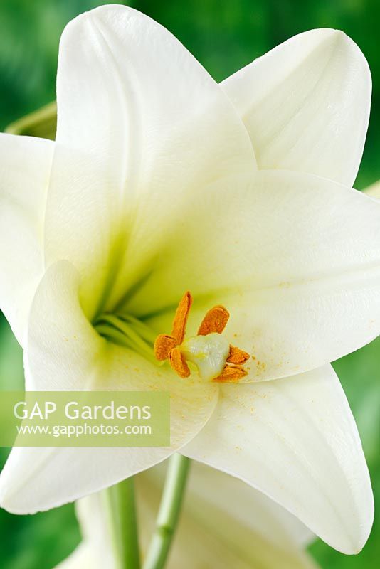 Lilium longiflorum  'White Heaven' -  Lily 