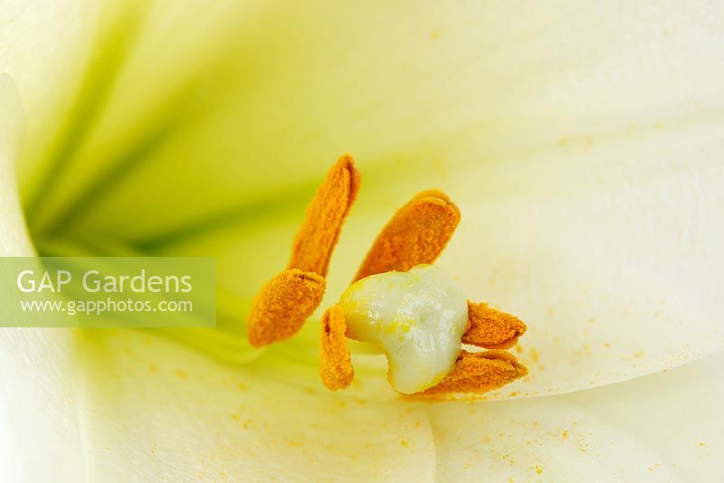 Lilium longiflorum 'White Heaven' - Lily. Close up of anthers and stigma