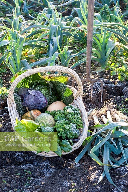 Basket of harvested winter vegetables including Brassicas - Cabbages, Beta vulgaris - Chard and Cucurbita - Squash with Leeks in a frosty garden
