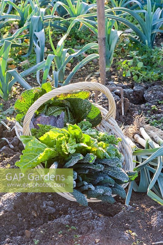 Basket of harvested winter vegetables including Brassicas - Cabbages and Kales, Beta vulgaris - Chard and Cucurbita - Squash with Leeks in a frosty garden 
