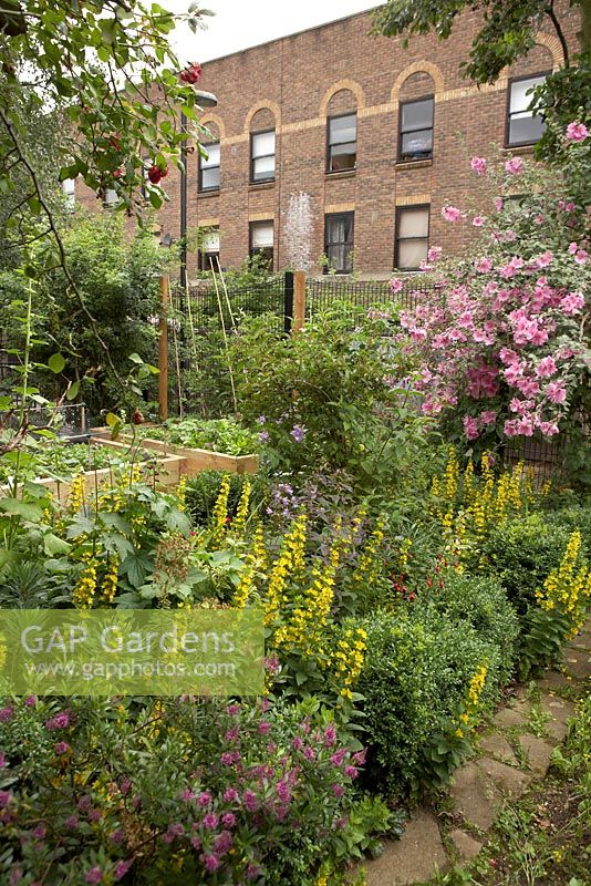 Urban garden with vegetables in raised beds surrounded by Lysimachia punctata - Loosestrife, Camapnula, Box edging, Hebe and Lavatera