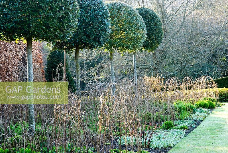 Herbaceous borders feature standard Quercus ilex - Holm Oaks underplanted with Crambe cordifolia, white Daisies, Nepeta 'Six Hills Giant', Stemmacantha centaureoides and Lychnis chalcedonica that emerge through woven hazel supports - Melplash Court, Bridport, Dorset, UK
