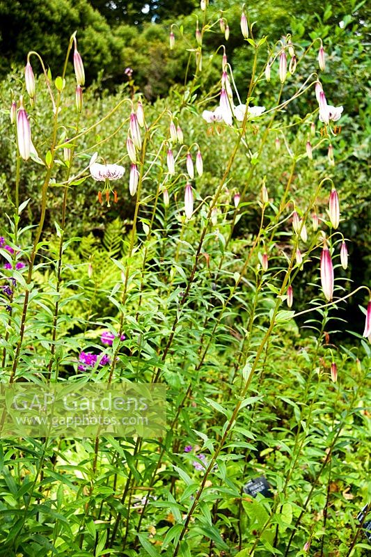 Lilium lankongense