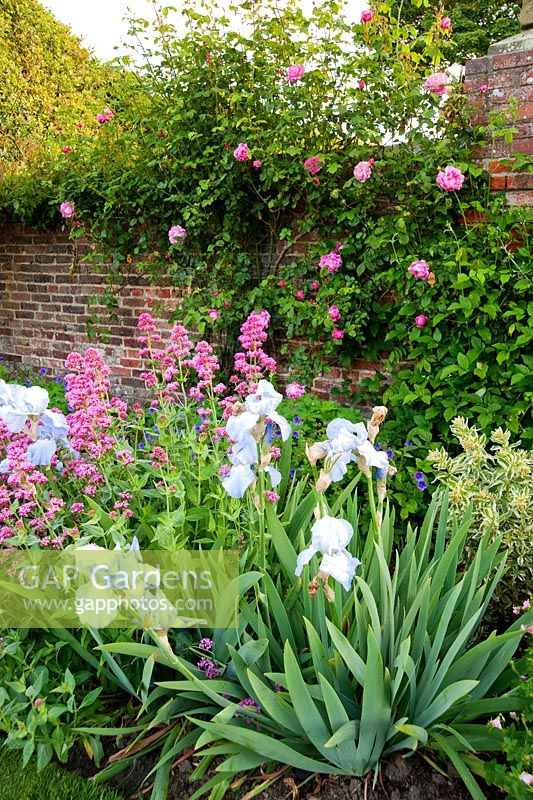 Blue Irises amongst Centranthus ruber and pink Rosa - Whalton Manor Gardens, Whalton, Northumberland, UK