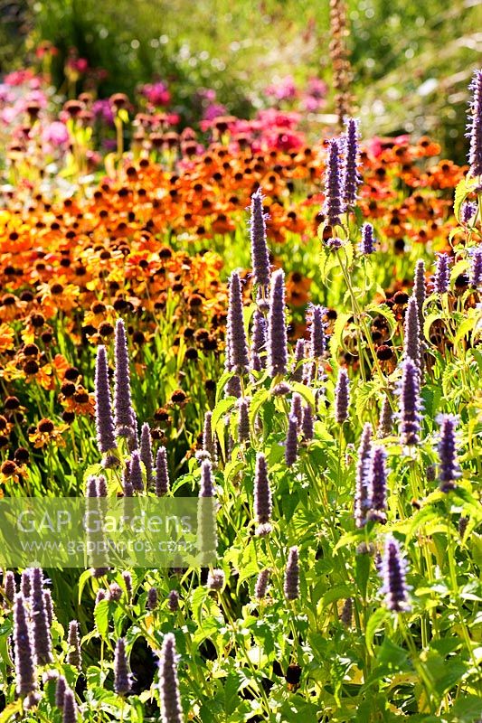 Agastache and Heleniums