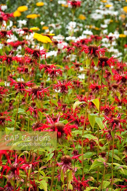 Monarda 'Jacob Cline'