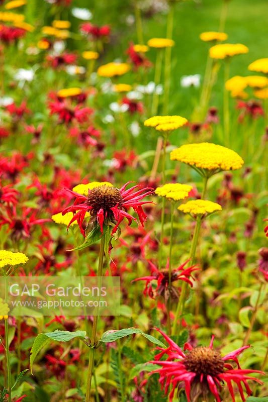 Monarda 'Jacob Cline' with yellow Achillea
