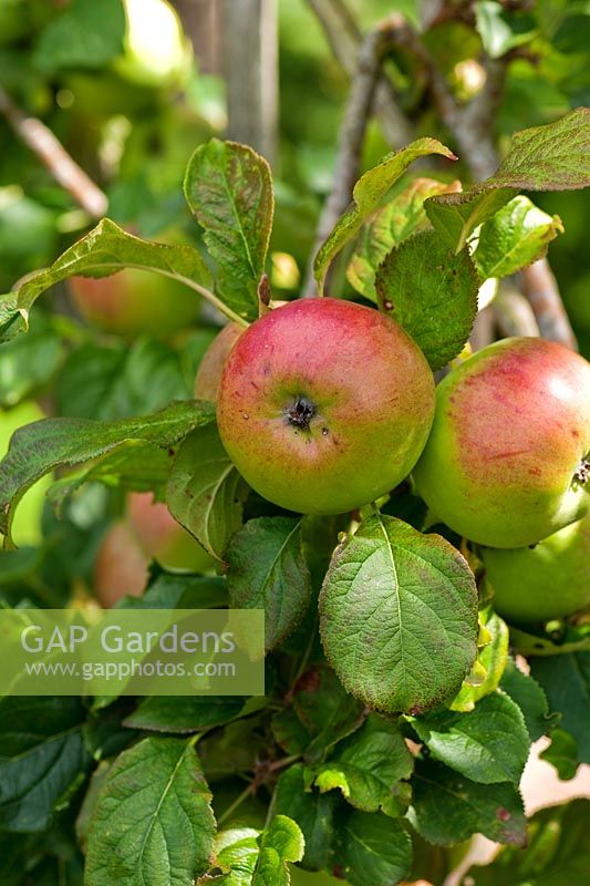 Malus - Apple 'Howgate Wonder'