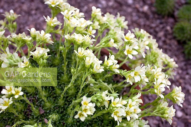 Saxifraga granulata 'Gregor Mendel'