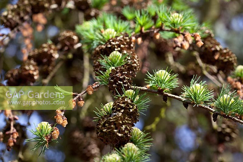 Larix Kaempferi with cones 