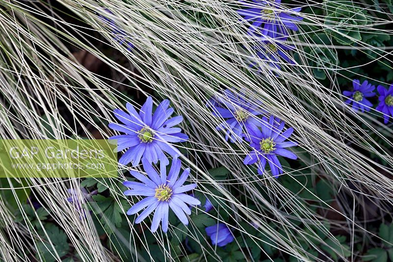 Anemone blanda and Carex flagellifera