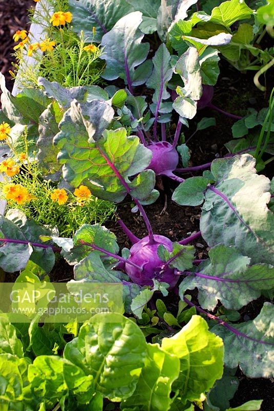 Brassica oleracea 'Blaro' - Kohlrabi and scented Tagetes tenuifolia