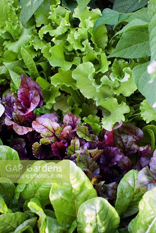 Lettuces in vegetable garden and Beetroot 'Bulls Blood'