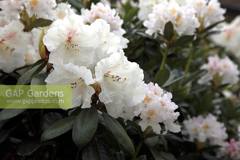 Rhododendron 'Gartendirektor Rieger' 