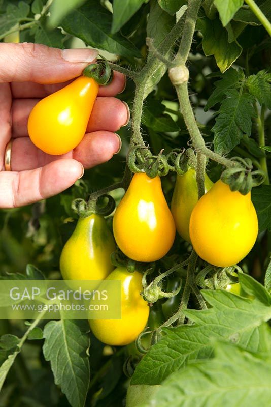 Woman harvesting centiflor tomatoes 