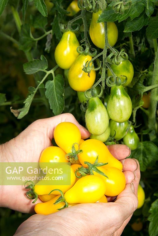 Woman harvesting centiflor tomatoes 