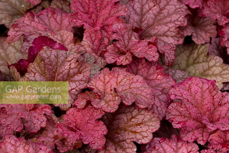 Heuchera 'Berry Smoothie'