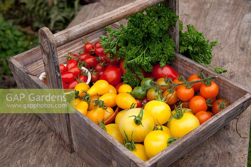 Assorted Tomatoes - Centiflor, Cherry and Salad types in wooden trug