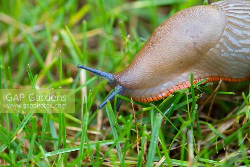 Large Black Slug - pale orange form showing operculum