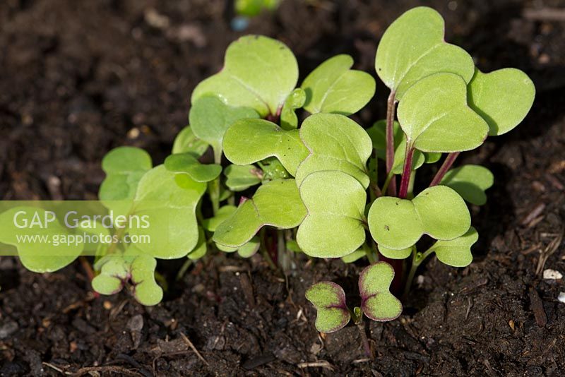 Seedlings of spicy Salad leaf mix - mostly Brassicas