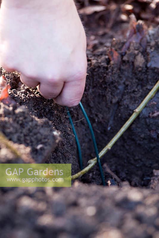 Layering plants - propagating Cornus - Dogwood. Peg stem in hole around 15-30cm deep, making sure soil is in contact with soil. 