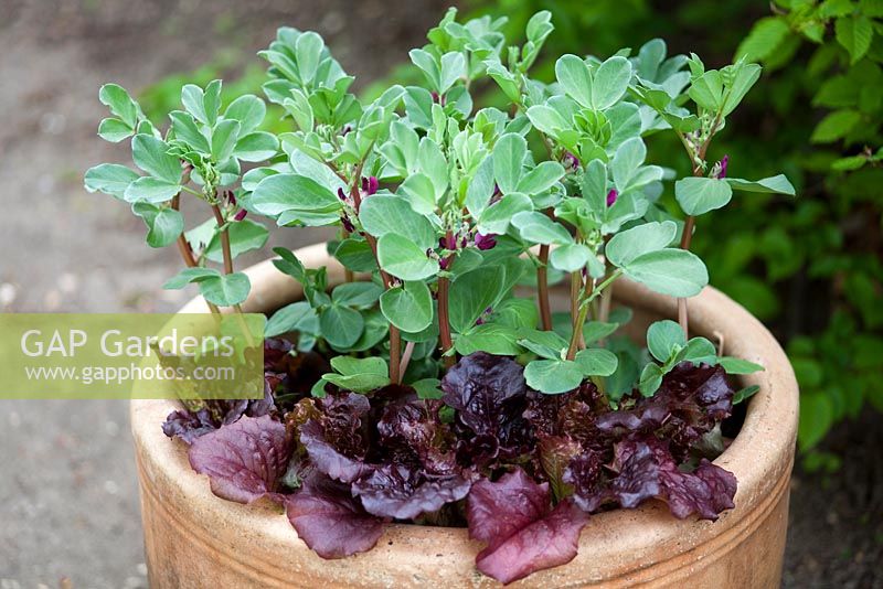 Vicia faba - Broad bean and Lactuca - Lettuce in pot