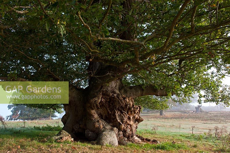 Quercus petraea - Ancient sessile oak, pollarded - Cowdray Park, Sussex 