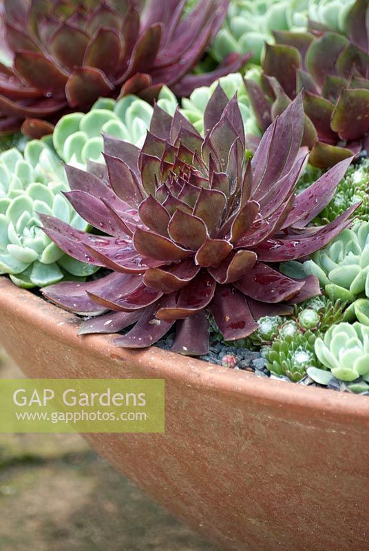 Sempervivum tectorum and Echeveria secunda in pot