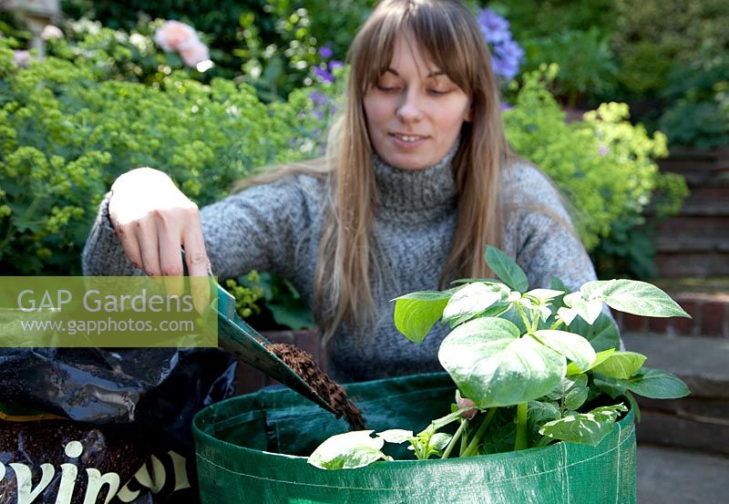 Woman topping up Potato growing bag with multi-purpose compost, foreground focus